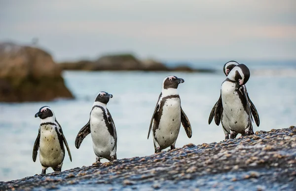 African penguins walk out of ocean