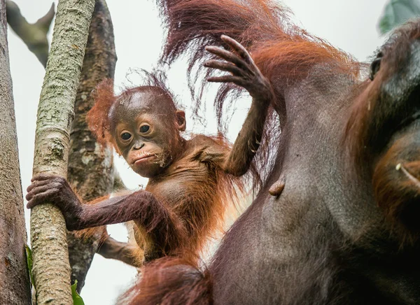 Female of orangutan with cub