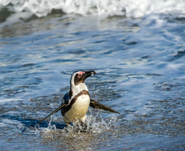 African penguin walk out of ocean