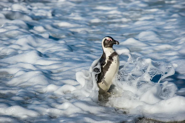 African penguin walk out of ocean