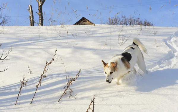 Dog quickly runs on snow