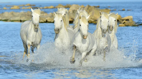 Running White horses of Camargue