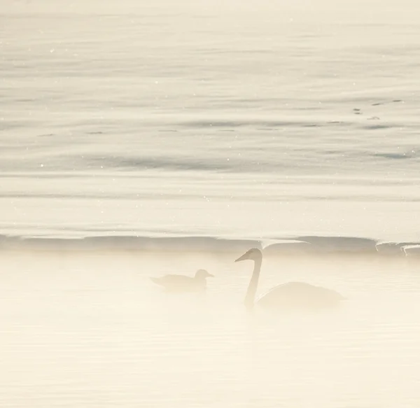 Swan and a seagull  in the fog.