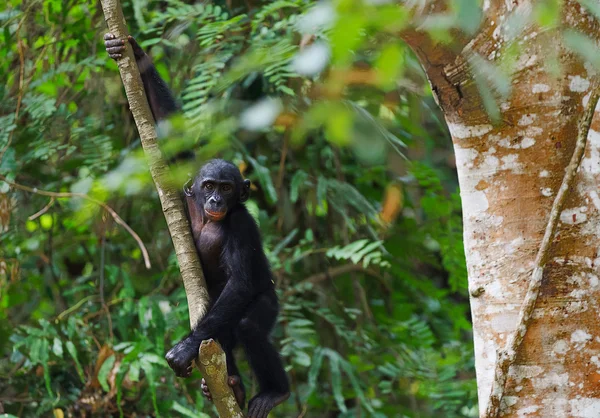 Bonobo cub on a tree branch.