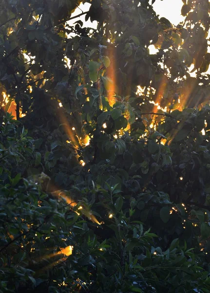 The sun\'s rays passing through the foliage of the tree