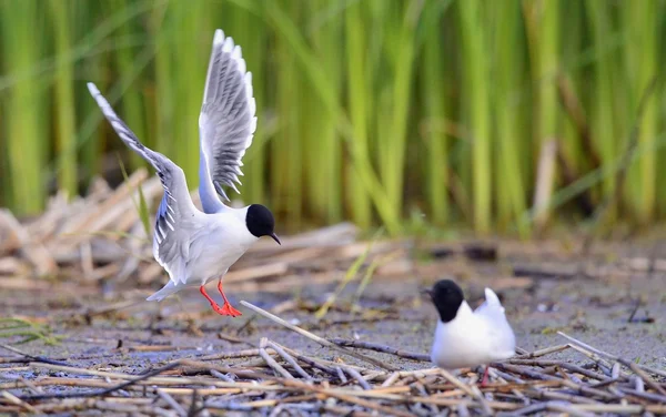 The Little Gull Larus minutus