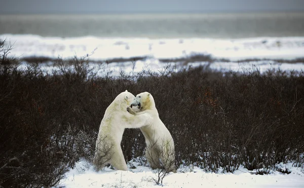 Fight of polar bears.