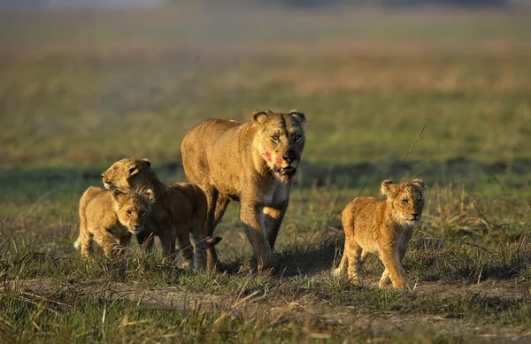 Lioness after hunting with cubs.