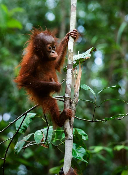 Baby orangutan (Pongo pygmaeus).