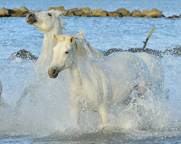 Herd of white horses running through water