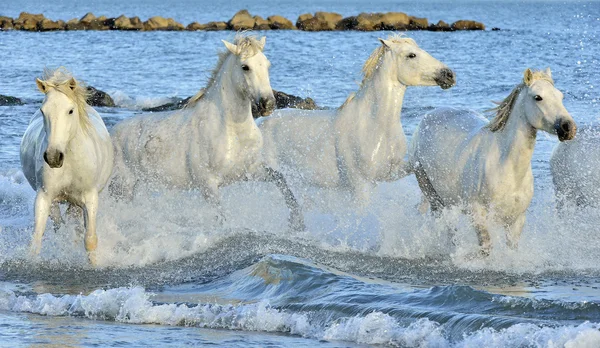 Herd of white horses running through water.