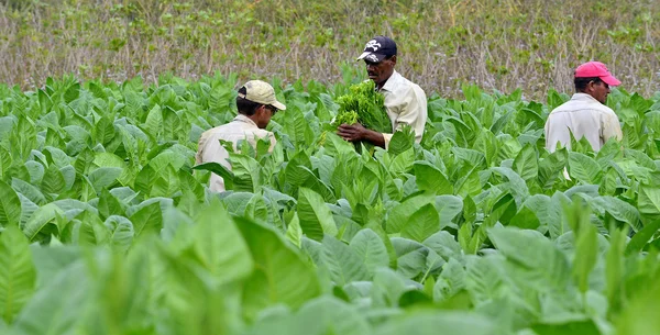 Men working on Cuba tobacco plantation.