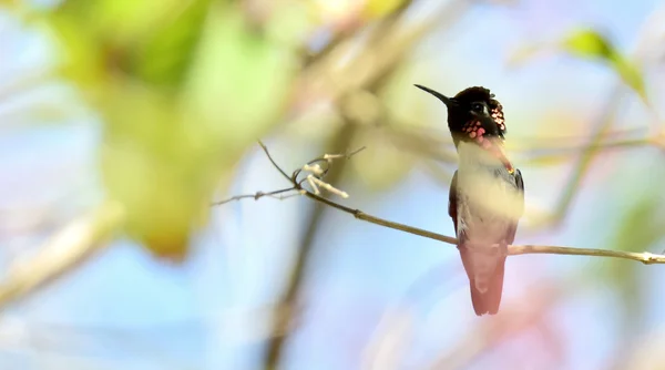 Cuban Bee Hummingbird (Mellisuga helenae)