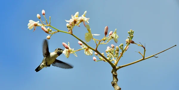 Cuban Emerald Hummingbird in flight