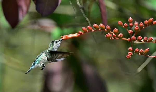 Cuban Emerald Hummingbird in flight