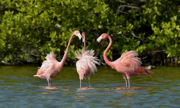 Mating dance of a flamingos