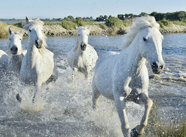 Herd of White Horses Running and splashing through water