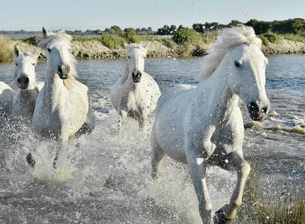 Herd of White Horses Running