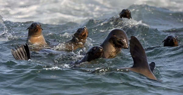 Seals swim and jumping out of water