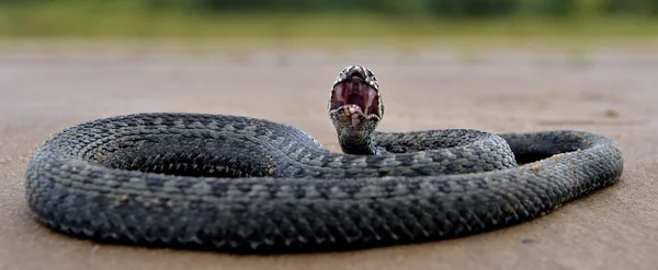 European viper on the sandy beach .