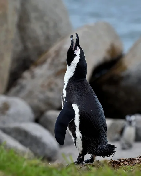Singing African penguin.