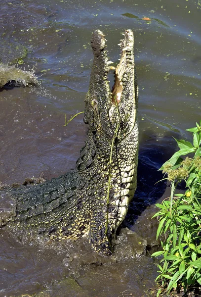 The Cuban crocodile jumps out of the water.