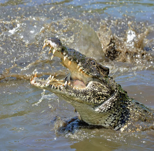 The Cuban crocodile jumps out of the water.