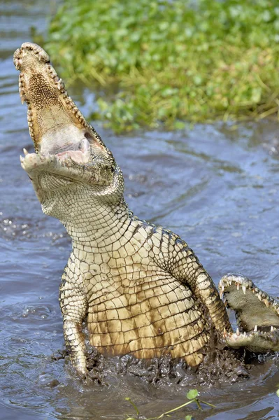 The Cuban crocodile jumps out of the water.