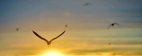 The Little Gull (Larus minutus) in flight