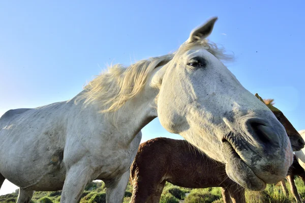 Horse funny portrait