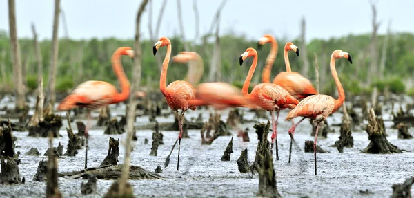 Colony of  American flamingos