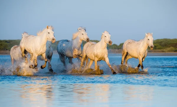 White Camargue Horses running