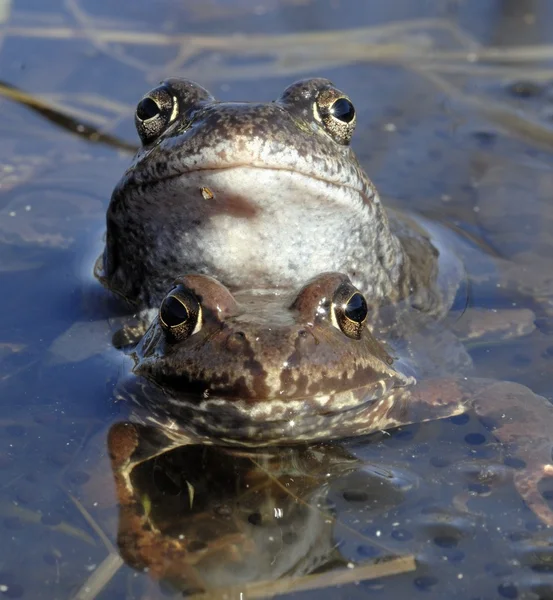 Common brown frog (Rana temporaria) mating .The common frog (Rana temporaria), also known as the European common frog