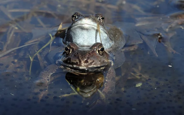 Common brown frog (Rana temporaria) mating .The common frog (Rana temporaria), also known as the European common frog