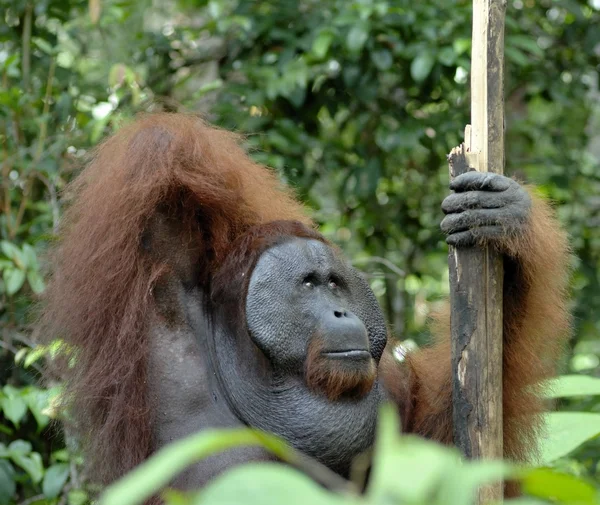 Bornean orangutan portrait