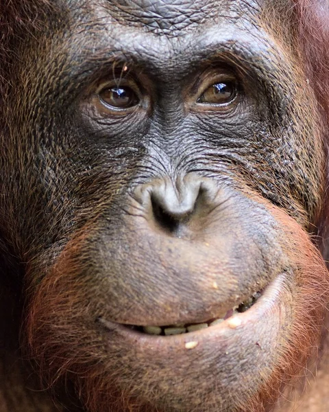 A portrait of the young orangutan on a nickname Ben