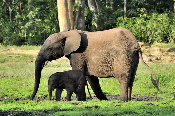 The African Forest Elephant (Loxodonta cyclotis) is a forest