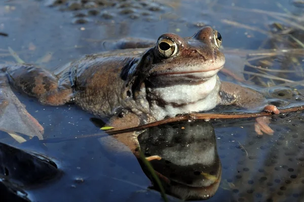 The common frog (Rana temporaria) mating, also known as the European common frog, European common brown frog, or European grass frog,