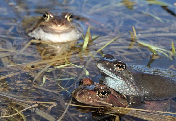 Copulation of The common frog (Rana temporaria) mating, also known as the European common frog, European common brown frog, or European grass frog,