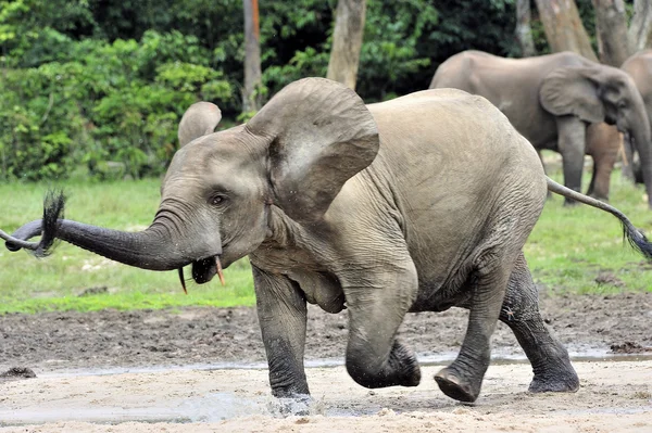 African Forest Elephant, Loxodonta africana cyclotis, of Congo Basin. At the Dzanga saline (a forest clearing) Central African Republic, Sangha-Mbaere, Dzanga Sangha