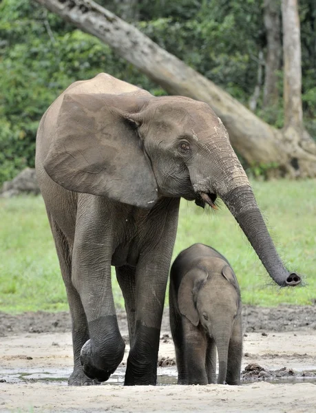 The elephant calf  with  elephant cub