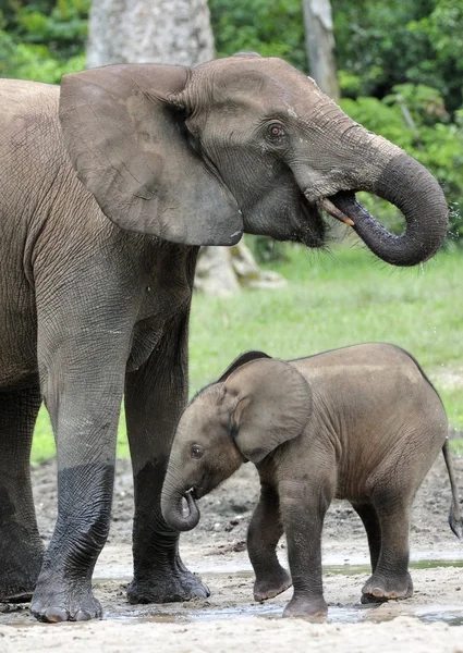 The African Forest Elephants