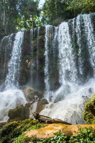 Iguana in the forest beside a water fall.