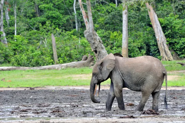 African Forest Elephant, Loxodonta africana cyclotis, of Congo Basin. At the Dzanga saline (a forest clearing) Central African Republic, Sangha-Mbaere, Dzanga Sangha