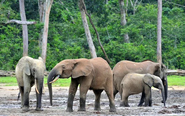 African Forest Elephant, Loxodonta africana cyclotis, of Congo Basin. At the Dzanga saline (a forest clearing) Central African Republic, Sangha-Mbaere, Dzanga Sangha