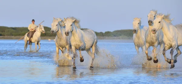 Herd of White Camargue Horses