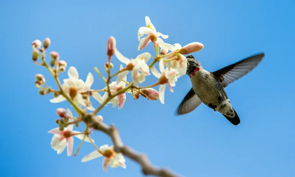 Cuban Bee Hummingbird