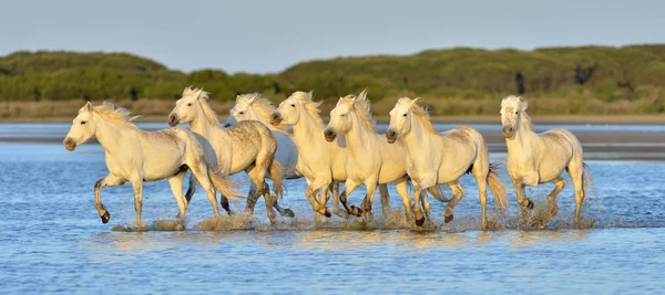 Herd of White Camargue Horses