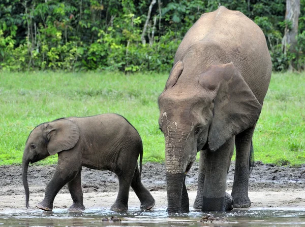 The African Forest Elephants