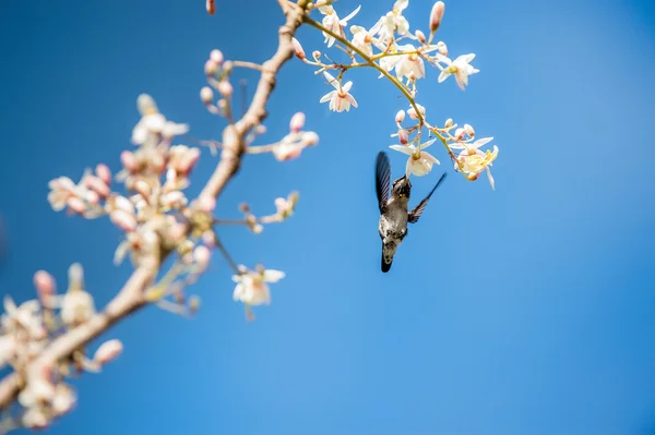 Cuban Bee Hummingbird